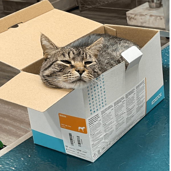 Cat in box 1 (1)